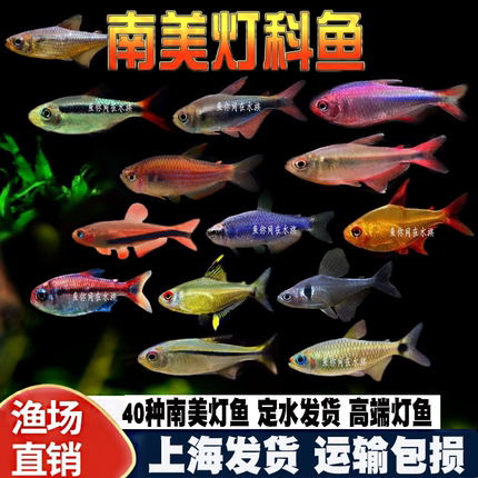 南美灯科鱼甜心柠檬电光毒药红月可卡魔鬼热带观赏水草缸群游活体