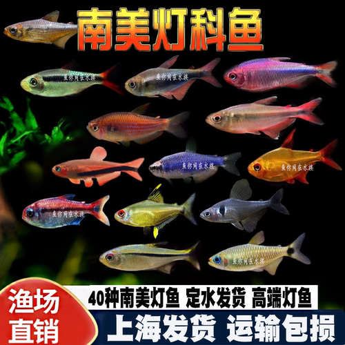 南美灯科鱼甜心柠檬电光毒药红月可卡魔鬼热带观赏水草缸群游活体