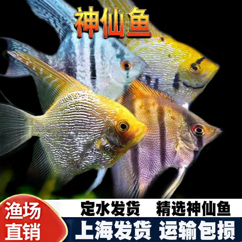 神仙鱼秘鲁燕子鱼热带鱼观赏鱼活体鱼三色神仙熊猫神仙水族新手鱼