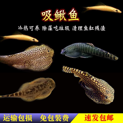 金苔鼠琵琶鼠吸鳅鱼思凡小提琴清道夫爬岩鳅虎纹工具热带除藻活体