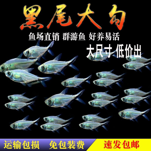 黑尾大勾扯旗群游观赏包活灯科鱼