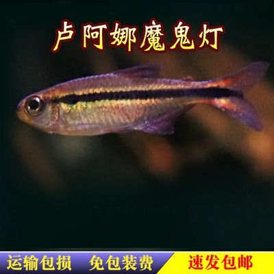 卢阿纳魔鬼卢阿娜魔鬼灯鱼热带观赏鱼草缸南美缸高端鱼淡水包邮
