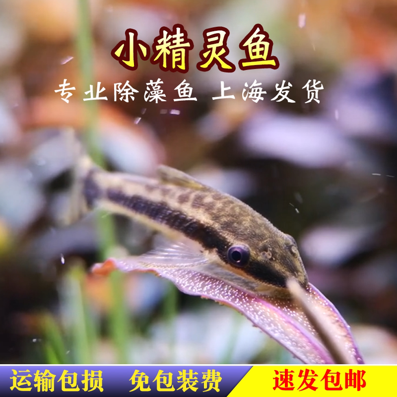 小精灵鱼草缸除藻工具鱼吃藻鱼清道夫胡子大帆黑线飞狐小猴飞狐