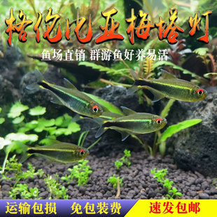 哥伦比亚梅塔灯鱼南美草缸小型群游温和热带鱼观赏鱼淡水活体鱼