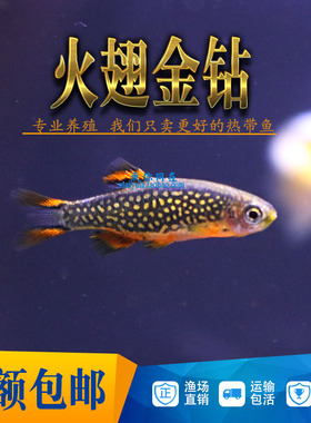 火翅金钻灯鱼 灯科鱼红绿火炽小型热带观赏鱼活体群游草缸混