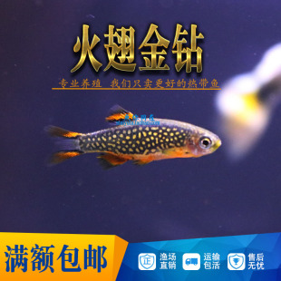 火翅金钻灯鱼 灯科鱼红绿火炽小型热带观赏鱼活体群游草缸混
