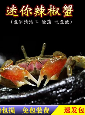 观赏蟹活体宠物活螃蟹