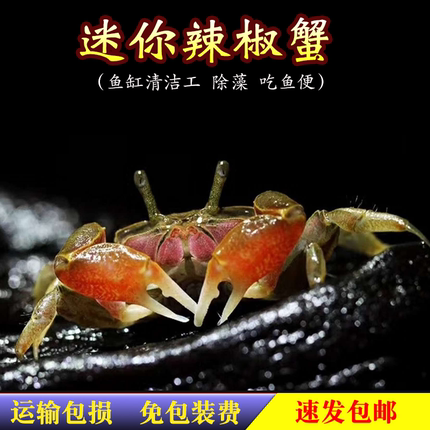 观赏蟹活体宠物活螃蟹迷你辣椒蟹相手蟹恶魔蟹蜘蛛蟹豹点蟹寄居蟹