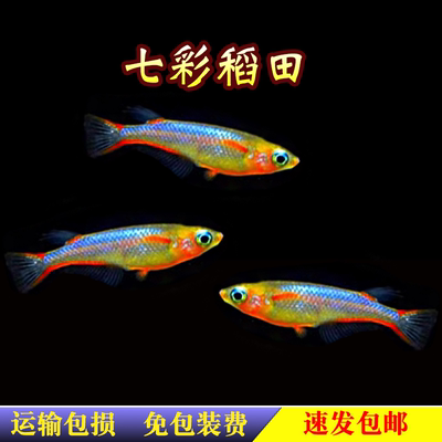 七彩稻田鱼观背七彩霓虹