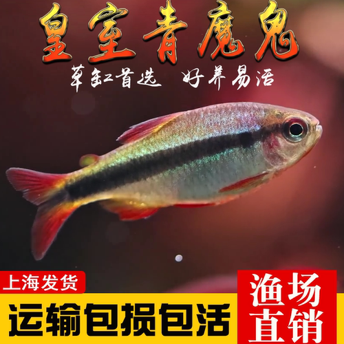灯鱼观赏鱼皇室青魔鬼南美灯鱼