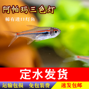 阿瑪帕三色燈魚南美燈阿帕馬高端小型燈科魚燈魚群游觀賞小魚活體