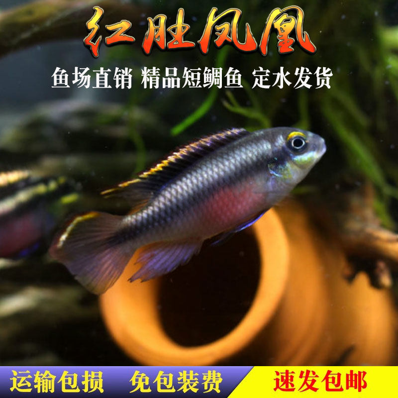 红肚凤凰鱼南美西非短鲷慈鲷鱼热带观赏鱼荷兰蓝肚红肚凤凰鱼活体