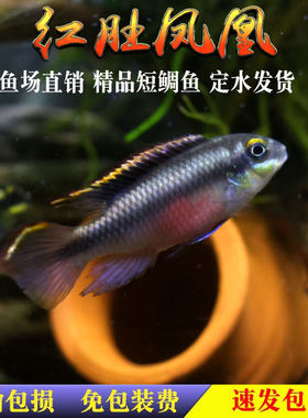 红肚凤凰鱼南美西非短鲷慈鲷鱼热带观赏鱼荷兰蓝肚红肚凤凰鱼活体