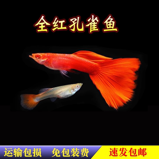 美国全红孔雀鱼 全红白子 精品尾 热带鱼 观赏鱼 活体 配对装包活