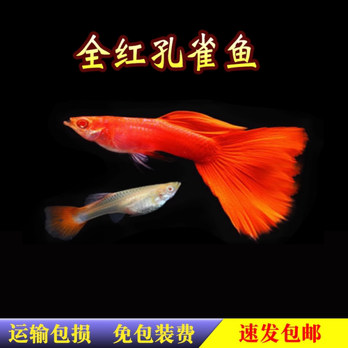 美国全红白子精品对装包活热带鱼