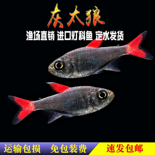 灰太狼灯鱼黑丝绒红扯旗红太狼南美高端小型灯科鱼热带观赏鱼活体