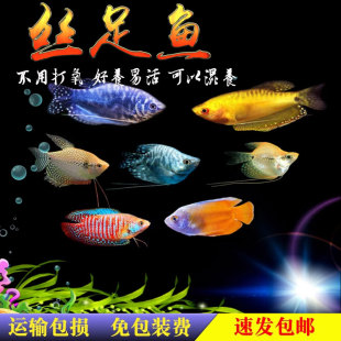 黄蓝曼龙鱼珍珠马甲鱼马甲球五彩丽丽鱼曼龙球水族宠物活体包活