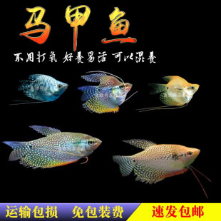 黄金珍珠马甲鱼不打氧马甲球热带观赏鱼曼龙鱼丝足鱼珍珠淡水活体
