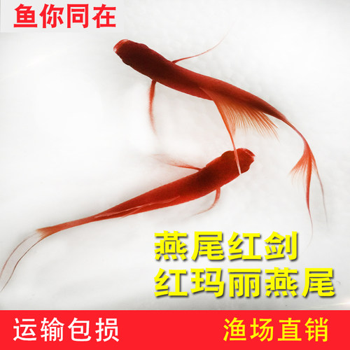 红剑鱼红箭鱼小型热带孔雀鱼活体