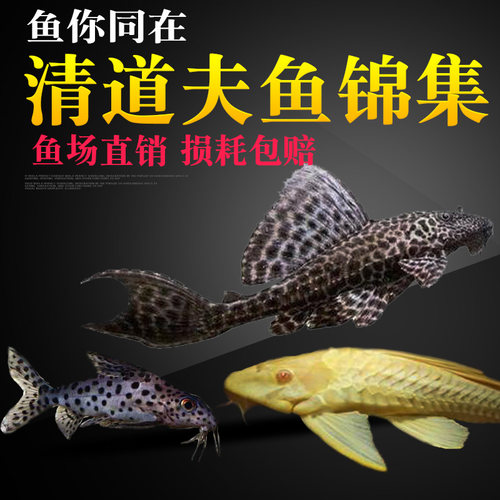 异形黄金红眼女王大帆垃圾清道夫