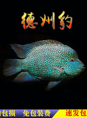 中大型热带观赏鱼德州豹鱼绿巨人满天星德萨斯豹慈鲷银龙地图鹦鹉