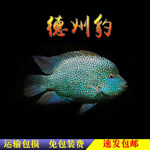 德州豹中大型鱼热带鱼