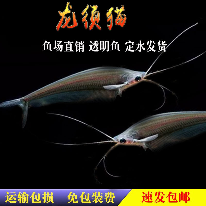 泰国进口龙须猫鱼透明玻璃四须猫海象群游热带淡水观赏鱼草缸活体