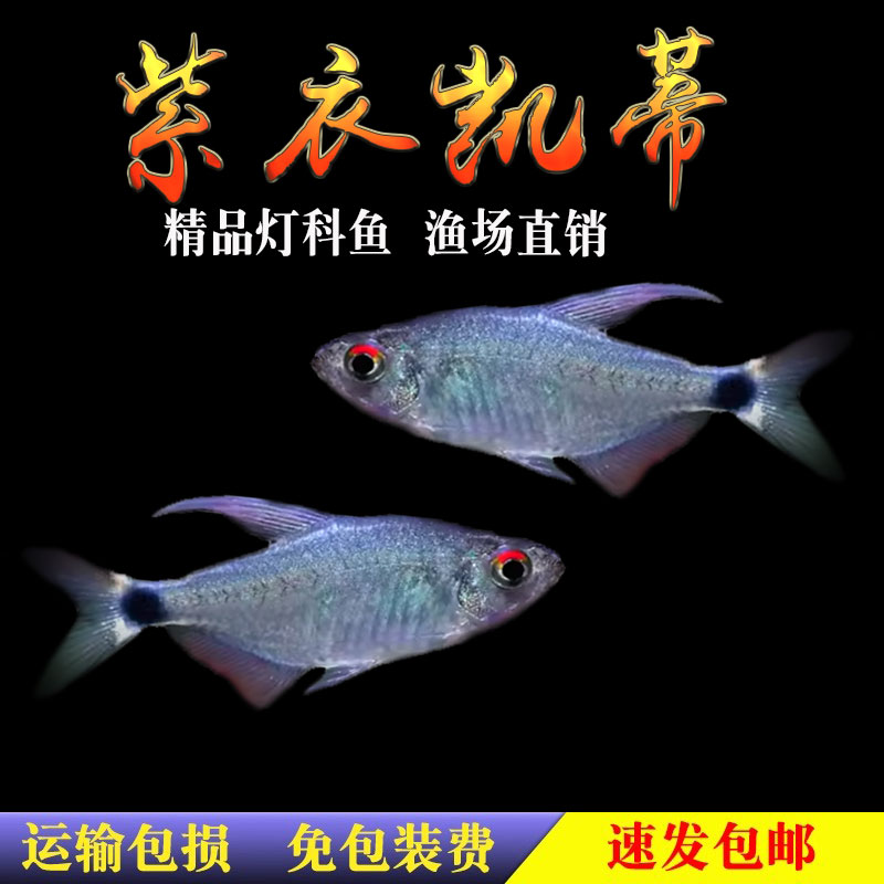 紫衣凯蒂灯南美灯科鱼高端灯鱼稀有热带鱼草缸群游鱼蝴蝶凯蒂鱼