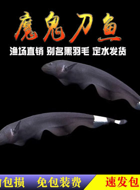 魔鬼刀鱼黑魔鬼羽毛鱼热带鱼观赏鱼宠物鱼淡水观赏鱼小鱼包活