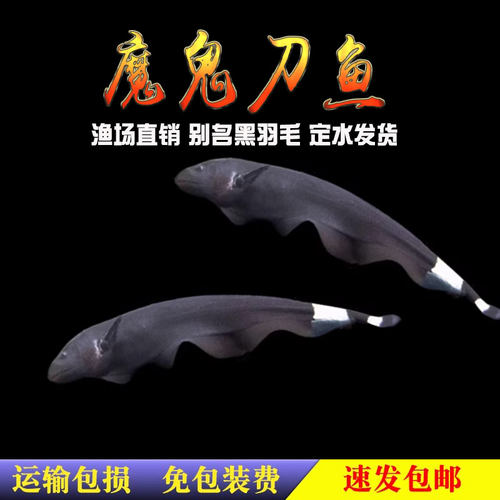 鱼线黑魔鬼淡水热带活体电鳗