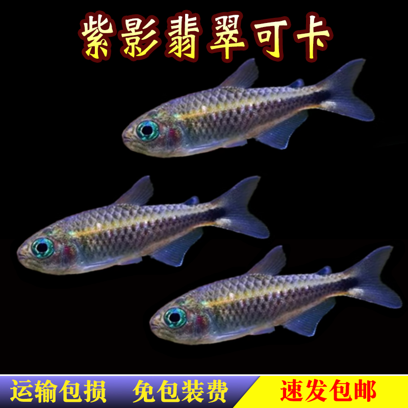 紫影翡翠可卡灯鱼观赏鱼高端红唇红月可卡草缸南美热带观赏鱼活体