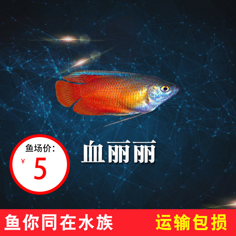 血丽丽鱼 五彩丽丽鱼 蓝丽丽鱼 丽丽鱼 精品草缸鱼 热带鱼 观赏鱼