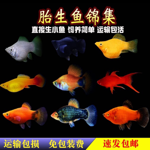 胎生黑银金玛丽球鱼米奇下崽狂魔