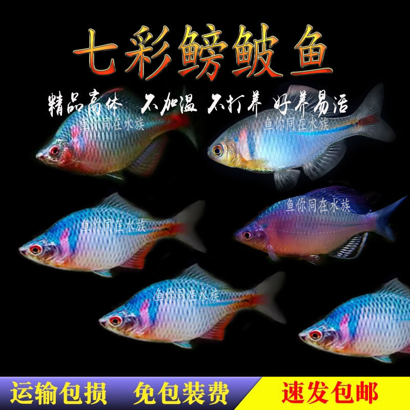 高体七彩鳑鲏鱼苗观赏鱼冷水鱼淡水好养耐活小型鱼肯氏越南旁皮
