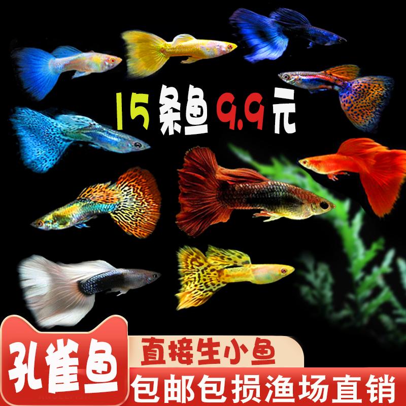 孔雀鱼热带观赏鱼小型淡水鱼