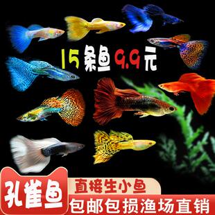 孔雀鱼活体凤尾鱼淡水群游宠物金鱼纯种小型胎生鱼鱼苗热带观赏鱼