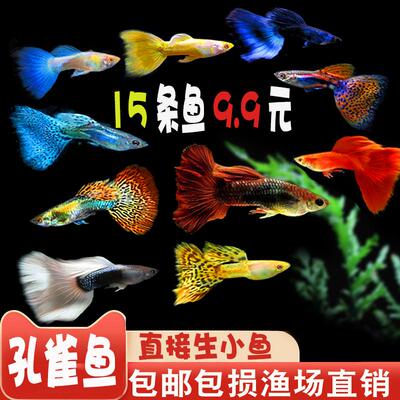 孔雀鱼热带观赏鱼小型淡水鱼