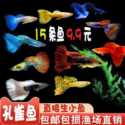 孔雀鱼热带观赏鱼小型淡水鱼