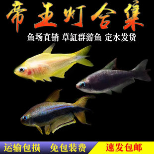 帝王灯鱼黑帝王灯黄金帝王稀有水草缸混养群游热带淡水观赏灯科鱼