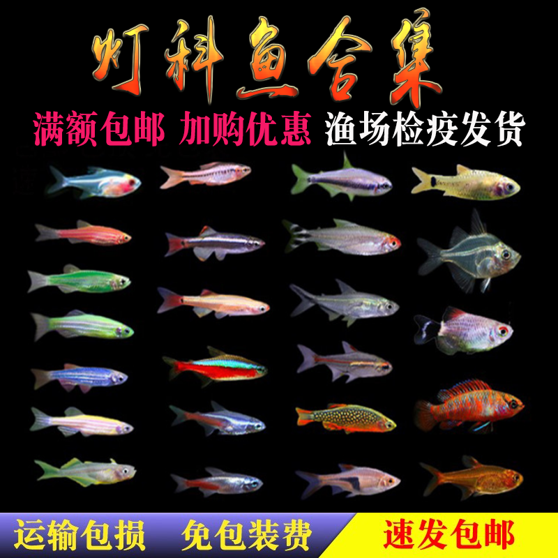 红绿灯鱼宝莲灯淡水小型鱼红鼻剪刀灯科活体热带观赏斑马孔雀群游