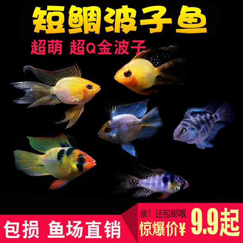 短调鱼宝蓝球荷兰凤凰球金波子鱼