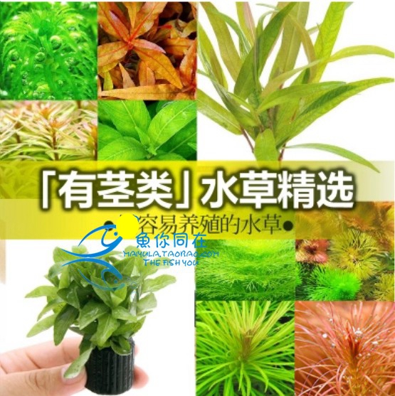 绿菊花水草造景鱼缸水族箱蜈蚣草