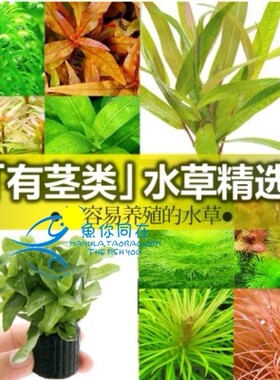 绿菊花水草造景鱼缸水族箱蜈蚣草