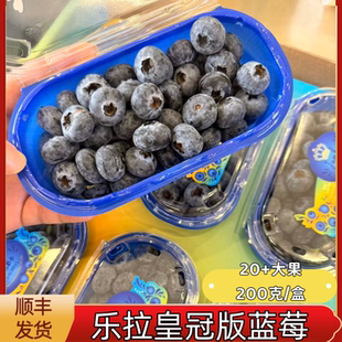新鲜蓝莓脆甜发顺丰 大果云南蓝莓L25品种当季 乐拉皇冠版 蓝莓王20