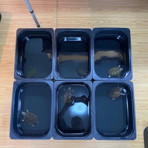 孵化隔离箱观背青鳉专用加厚耐摔养鱼乌龟苗黑白发色盒沉淀底滤板