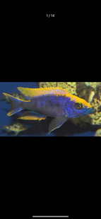 三湖三湖慈鲷马鲷精品金头蓝孔雀活体热带观赏鱼