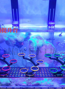 荧光珊瑚飞盘软体硬骨基座海支架