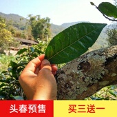 2026年云南普洱茶生茶饼357g困鹿山贡茶纯料大树头春茶七子饼预售