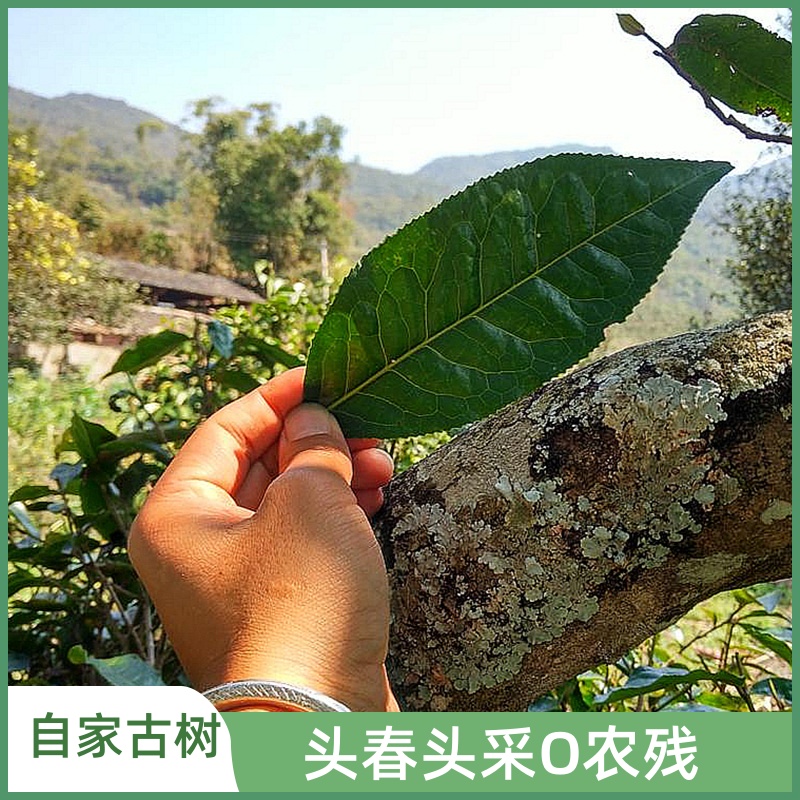 茶农生茶普洱茶七子饼古树茶纯料