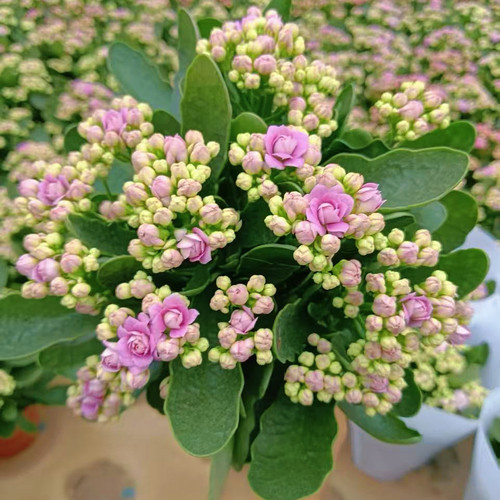 梅尔迪斯长寿花盆栽花苞多